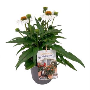 Bild von VP Echinacea P19 White